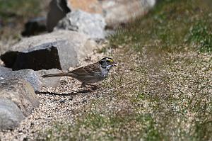 090 Sparrow, White-throated, 2023-04037791 Broad Meadow Brook, MA